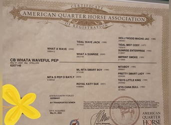 American Quarter Horse, Wałach, 3 lat, 150 cm, Gniada