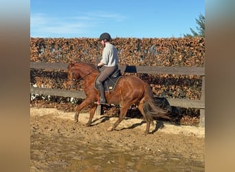 American Quarter Horse, Wałach, 3 lat, 150 cm, Kasztanowata