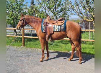 American Quarter Horse, Wałach, 3 lat, 150 cm