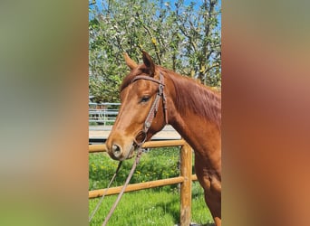 American Quarter Horse, Wałach, 3 lat, 150 cm