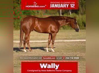 American Quarter Horse, Wałach, 3 lat, 150 cm