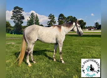 American Quarter Horse, Wałach, 3 lat, 151 cm, Siwa