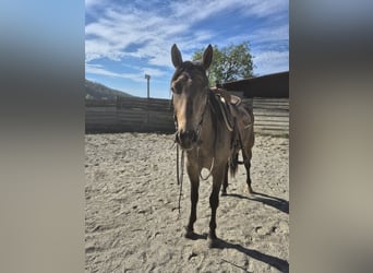 American Quarter Horse, Wałach, 3 lat, 152 cm, Bułana