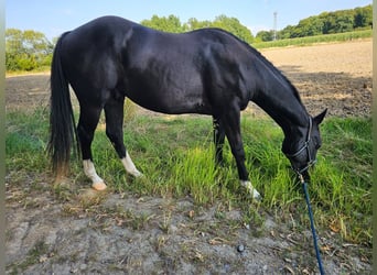 American Quarter Horse, Wałach, 3 lat, 152 cm, Ciemnogniada