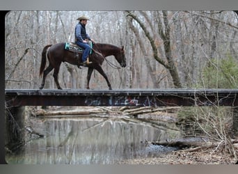 American Quarter Horse, Wałach, 3 lat, 152 cm, Ciemnokasztanowata