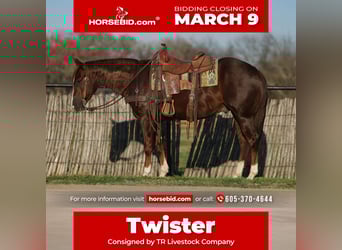 American Quarter Horse, Wałach, 3 lat, 152 cm, Cisawa