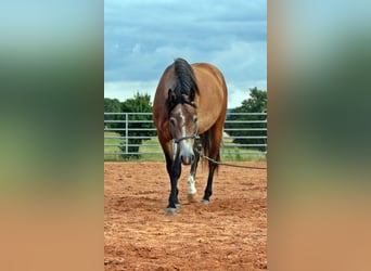 American Quarter Horse Mix, Wałach, 3 lat, 152 cm, Gniadodereszowata