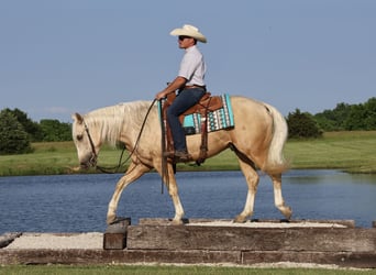 American Quarter Horse, Wałach, 3 lat, 152 cm, Izabelowata