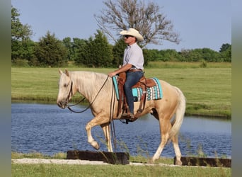 American Quarter Horse, Wałach, 3 lat, 152 cm, Izabelowata