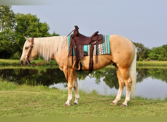 American Quarter Horse, Wałach, 3 lat, 152 cm, Izabelowata