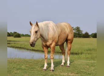 American Quarter Horse, Wałach, 3 lat, 152 cm, Izabelowata