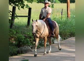 American Quarter Horse, Wałach, 3 lat, 152 cm, Izabelowata