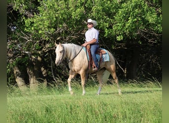 American Quarter Horse, Wałach, 3 lat, 152 cm, Izabelowata