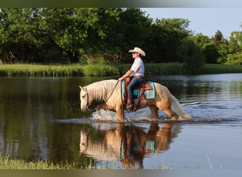 American Quarter Horse, Wałach, 3 lat, 152 cm, Izabelowata