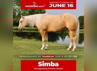 American Quarter Horse, Wałach, 3 lat, 152 cm, Izabelowata