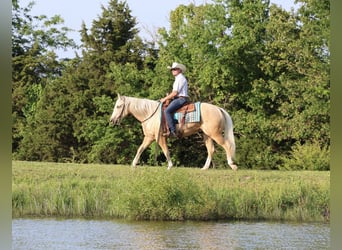 American Quarter Horse, Wałach, 3 lat, 152 cm, Izabelowata