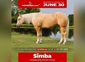 American Quarter Horse, Wałach, 3 lat, 152 cm, Izabelowata