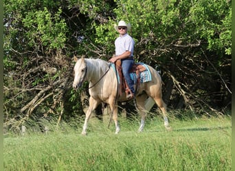 American Quarter Horse, Wałach, 3 lat, 152 cm, Izabelowata