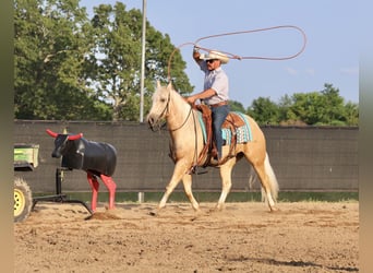 American Quarter Horse, Wałach, 3 lat, 152 cm, Izabelowata