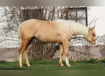 American Quarter Horse, Wałach, 3 lat, 152 cm, Izabelowata