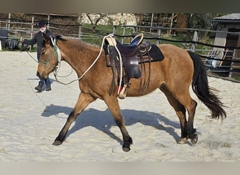 American Quarter Horse, Wałach, 3 lat, 152 cm, Jelenia