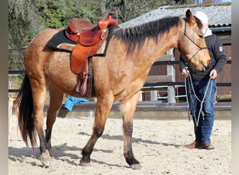 American Quarter Horse, Wałach, 3 lat, 152 cm, Jelenia
