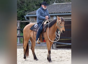 American Quarter Horse, Wałach, 3 lat, 152 cm, Jelenia