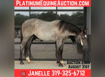 American Quarter Horse, Wałach, 3 lat, 152 cm, Karodereszowata
