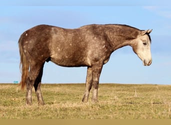 American Quarter Horse, Wałach, 3 lat, 152 cm, Siwa