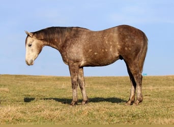 American Quarter Horse, Wałach, 3 lat, 152 cm, Siwa