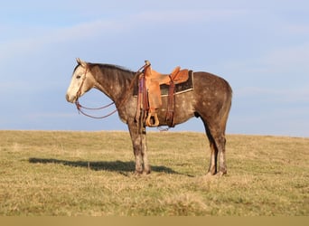 American Quarter Horse, Wałach, 3 lat, 152 cm, Siwa