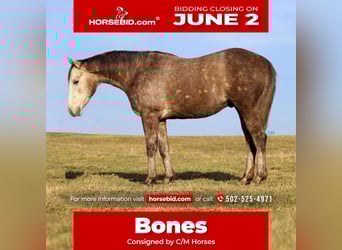 American Quarter Horse, Wałach, 3 lat, 152 cm, Siwa