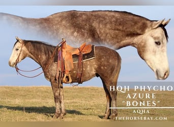 American Quarter Horse, Wałach, 3 lat, 152 cm, Siwa