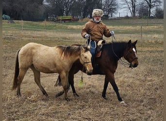 American Quarter Horse, Wałach, 3 lat, 152 cm, Szampańska