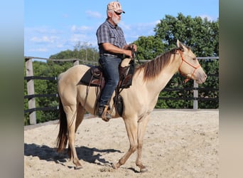 American Quarter Horse, Wałach, 3 lat, 152 cm, Szampańska