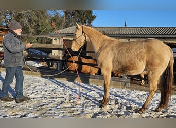 American Quarter Horse, Wałach, 3 lat, 152 cm, Szampańska