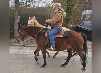 American Quarter Horse, Wałach, 3 lat, 152 cm, Szampańska