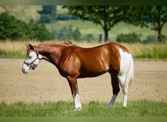 American Quarter Horse, Wałach, 3 lat, 153 cm, Biała