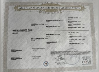 American Quarter Horse, Wałach, 3 lat, 153 cm, Izabelowata