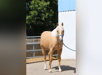 American Quarter Horse, Wałach, 3 lat, 153 cm, Izabelowata