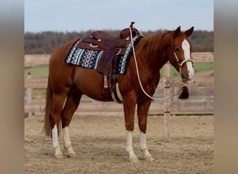 American Quarter Horse, Wałach, 3 lat, 153 cm, Kasztanowata