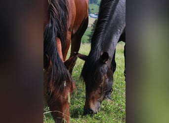 American Quarter Horse, Wałach, 3 lat, 154 cm, Ciemnogniada