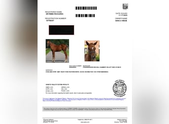 American Quarter Horse, Wałach, 3 lat, 154 cm, Kasztanowata