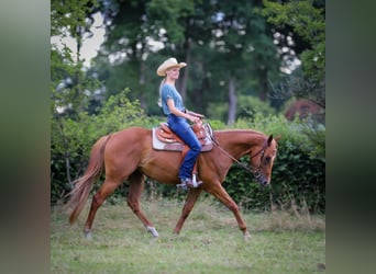 American Quarter Horse, Wałach, 3 lat, 154 cm, Kasztanowata