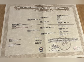 American Quarter Horse, Wałach, 3 lat, 154 cm, Kasztanowata