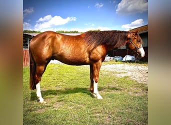 American Quarter Horse, Wałach, 3 lat, 154 cm, Kasztanowata