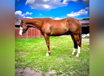 American Quarter Horse, Wałach, 3 lat, 154 cm, Kasztanowata