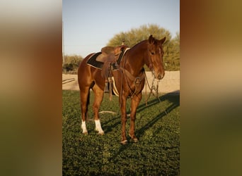 American Quarter Horse, Wałach, 3 lat, 155 cm, Cisawa