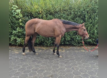 American Quarter Horse, Wałach, 3 lat, 155 cm, Gniada