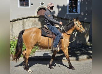 American Quarter Horse, Wałach, 3 lat, 155 cm, Jelenia